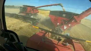 Colheita do trigo nos EUA!