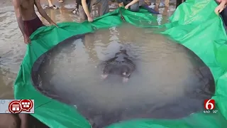 Man Reels In 600-Pound Stingray, World's Largest Recorded Freshwater Fish