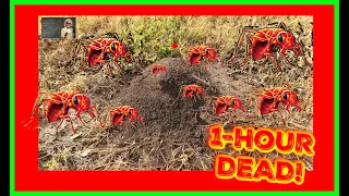 FASTEST WAY To KILL The Queen and Nest of Red Ants / Fire Ants..AMAZING!!