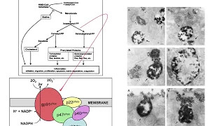 Lumbrokinase - Spring 2015 Advanced Integrative Cardiology