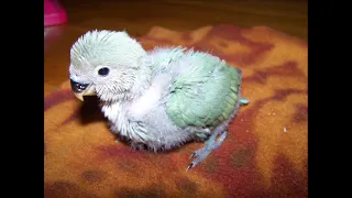 Growth Progression of a Lovebird Baby