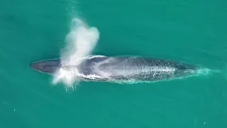Whales Resurge Off Argentina's Coast After a Century