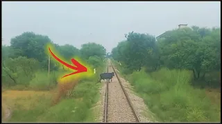 Live Big Cow hit with fastest train near Jhelum #live #cow #trainvscow #animalhit #yt