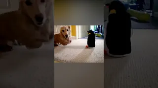 Dog 😂 | Dachshund Vs Penguin 😱 #shorts