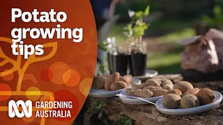 Tips for growing potato and sweet potato varieties in a pot | Gardening 101 | Gardening Australia