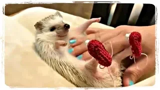 ПРИКОЛЫ С ЖИВОТНЫМИ | FUN WITH ANIMALS #345