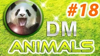 Смешные животные Супер Подборка 2014 / Funny animals compilation 2014