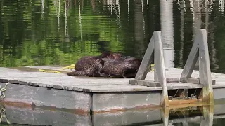 River Otters. Thank you for sharing this amazing footage with us Annette Bays. Sincerely, Procyon