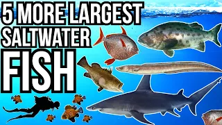 5 More Of The Largest Saltwater Fish In The World Part 4