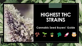 Top 20 Most Potent Cannabis Strains on Earth | Growers’ Guide to High THC Strains!