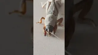 "INSECT” Short Video With Relaxing Sounds