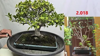 DIA A DIA DEL BONSAI