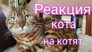 Реакция кота на котят #24