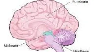 Nervous system Part 3 Parts of brain