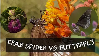 CRABSPIDER VS BUTTERFLY | Spider Hunting | Camouflage | Insects |Flower #spider #hunting #butterfly