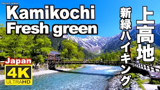４K 2021上高地  新緑ハイキングJapan Alpis Fresh green leaves Kamikochi Nature Relaxation  せせらぎ 観光 旅行 北アルプス 自然音