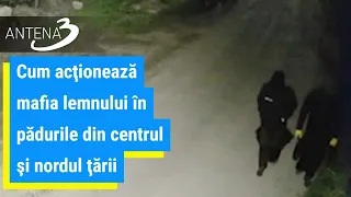 Cum acţionează mafia lemnului în pădurile din centrul şi nordul ţării