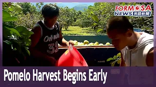 Hualien pomelos ripen early due to hot weather, allowing students to work during summer vacation