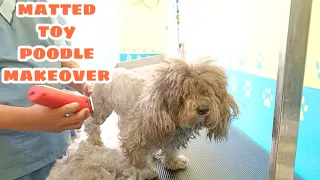 Matted toy poodle makeover clean face summer cut spare ears and tail