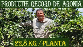 Aronia melanocarpa "Nero" -  productie RECORD 22,8 kg pe planta in anul 8 - MARIN CONSTANTIN