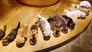 [Cat Cafe🐈] Spend the whole day with lots of cats and be healed