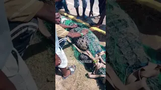 Crocodile caught in New Heaven 🐊 #wildlife #jamaicajamaica #viral