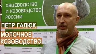 Фермер Петр Галюк. О молочном козоводстве. Выставка Золотая Осень-2017