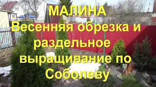 51. Весенняя обрезка малины по Соболеву. Переходим на раздельное выращивание!