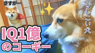 【犬猫アテレコ・TikTokバズ動画】IQ1億のコーギーを憐れむ柴犬