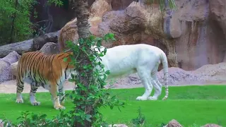White tiger and bengal tiger Loro --_--AlexPN