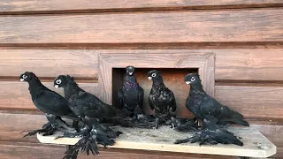 Голуби" Кептер Pigeons Каптар 🕊🕊🕊 жакшы учуп ойногон Кептерлер