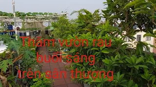 Thăm vườn rau buổi sáng trên sân thượng