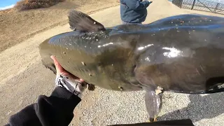 Biggest Fish I Ever Pulled Out Of The California Aqueduct!   What A MONSTER!