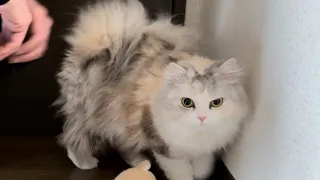 愛猫のパパとママに対するリアクションの格差に悩んでます😨ぐすん…【スコティッシュフォールド】