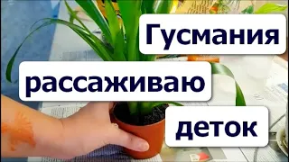 Пересадка БРОМЕЛИИ // Отделяю деток от Гузмании // ГУСМАНИЯ - УХОД ПОЛИВ ПЕРЕСАДКА //