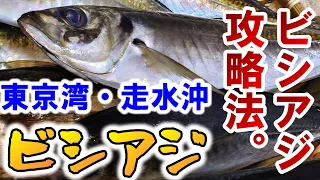 【東京湾】この誘いで大アジ爆釣！東京湾・走水沖のビシアジ！【船釣り】