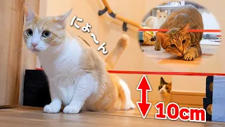 猫ってどのくらいの隙間までくぐり抜けられるの？検証したら感動の結果になりました…！！