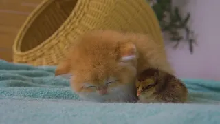Winter is Here, Kitten Pudding Warm The Chicks While Sleeping Next To Each Other