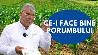 Ce-i face bine porumbului. Recomandările lui Marian Butoianu - ALCEDO