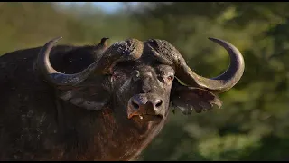 Cape Buffalo Hunting 101 With Kevin Robertson