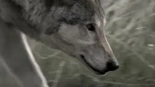 Seton's Journey to Kill a Cattle-Killing Wolf | Lobo: The Wolf That Changed America | BBC Earth