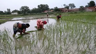 धान की रोपाई और कजरी गीत  कितना अच्छा लगता है