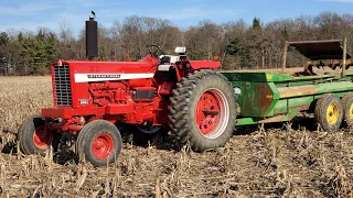 Farmall 856 spreading composted manure