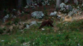 Bear Spotting Croatia 2