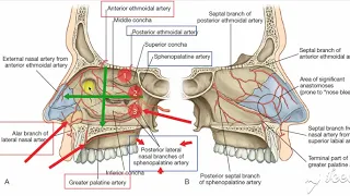 Nasal cavity blood supply 3