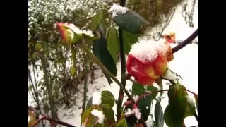 Roses in snow- Happy New Year!