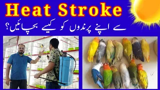 How to protect Lovebirds from heat stroke l شدید گرمی سے اپنے پرندوں کو کیسے بچائیں l Welcome Aviary