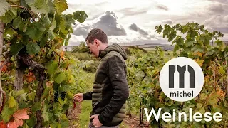 Weinlese 2019 🍇 Weingut Michel Nahe