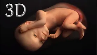 9 months of pregnancy in 20 minutes in 3D