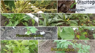 Horta Orgânica limpeza manutenção e replante/cortei o pé de mamão/combate as formigas #horta